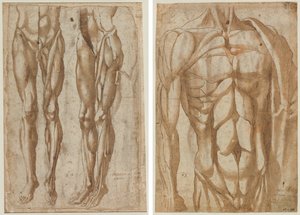 皮をむかれた男性の 2 つの研究 (直腸) 皮をむかれた胴体の研究 (裏面) 作： Bartolommeo da Arezzo