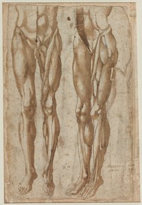 剥製の男の2つの研究剥製の胴体の1554年の直訳 作： Bartolommeo da Arezzo