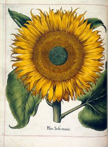 「Hortus Eystettensis」のヒマワリ (flos solis maior) 作： Basilius Besler