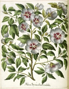 「Hortus Eystettensis」よりアルカ・シリアカ 作： Basilius Besler