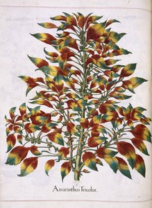 「Hortus Eystettensis」より、アマランサス トリコロール 作： Basilius Besler