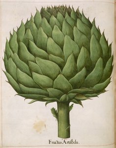 「Hortus Eystettensis」のアーティチョーク