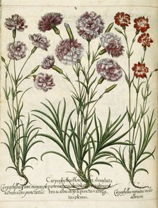 カリオフィラス、「Hortus Eystettensis」より 作： Basilius Besler