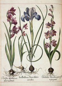 「Hortus Eystettensis」より グラジオラスとアイリス 作： Basilius Besler