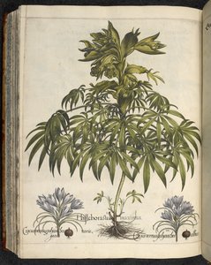 ヘレボルス、「Hortus Eystettensis、sive diligens et accurata omn」のイラスト、1613年頃（色付きの彫刻） 作： Basilius Besler