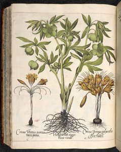 バシリウス ベスラー作、Hortus Eystettensis の Helleborus niger、Crocus vernus 作： Basilius Besler