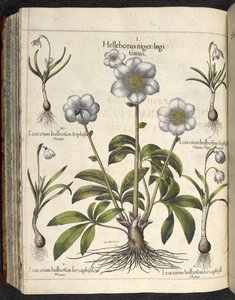 Helleborus niger、「Hortus Eystettensis、sive diligens et accurata omn」のイラスト、1613年頃（色付きの彫刻） 作： Basilius Besler