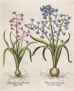 ヒヤシンスオリエンタリス、1613年。 作： Basilius Besler