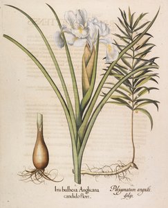 聖公会の球根状アイリス、1613年。 作： Basilius Besler