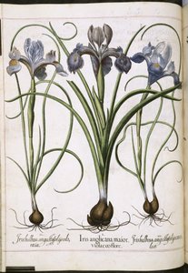 アイリス、「Hortus Eystettensis」より 作： Basilius Besler