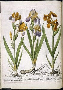 アイリス、「Hortus Eystettensis」より 作： Basilius Besler
