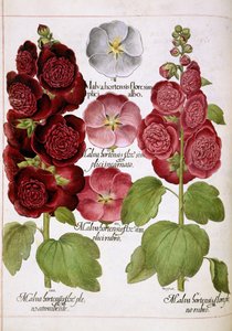 「Hortus Eystettensis」より Malva Hortensis