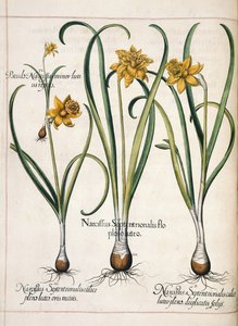 水仙、「Hortus Eystettensis」より 作： Basilius Besler