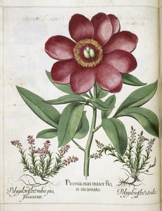 牡丹、「Hortus Eystettensis」より 作： Basilius Besler