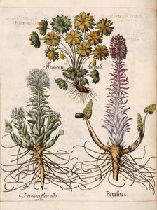 「Hortus Eystettensis」のペタサイト 作： Basilius Besler