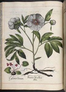 プレート 106: Basilius Besler 作、Hortus Eystettensis の Cyclamen Vernum、Paonia Mas flore albo 作： Basilius Besler