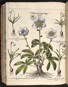 プレート 29: Black Helleborus ...   エイシュテッテンの庭、...  バジル・ベスラー 作： Basilius Besler
