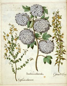 Hortus Eystettensis のエルダー、エンレイソウ、キティサス 作： Basilius Besler