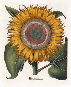 一般的なヒマワリ、Flos Solis Maior 作： Basilius Besler