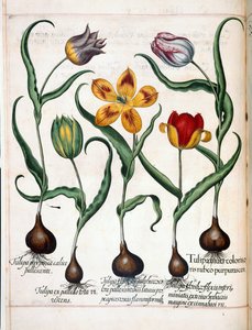 チューリップ、「Hortus Eystettensis」より 作： Basilius Besler