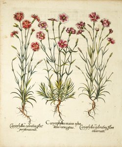 Hortus Eystettensis、1613年に発表されたCaryophyllus Sylvestrisの品種 作： Basilius Besler