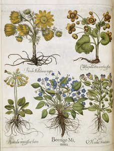 「Hortus Eystettensis」のさまざまな植物