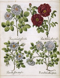 「Hortus Eystettensis」の白と赤のバラ 作： Basilius Besler