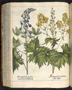 オオカミの災い、「Hortus Eystettensis、sive diligens et accurata omn」のイラスト、1613年頃（色付きの彫刻） 作： Basilius Besler