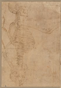 1540年代初頭のプロフィールの半身スケルトン。 作： Battista Franco