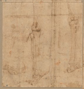 1540年代初頭のスケルトンの下半分。 作： Battista Franco