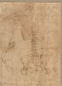 1540年代初頭のスケルトンの上半分。 作： Battista Franco