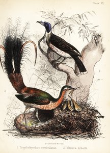 フライアバードとコトドリ。 1855年（リトグラフ） 作： Bauerrichter