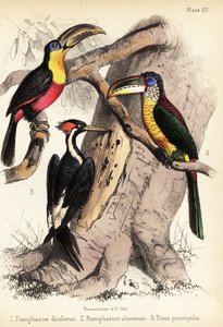 オオハシ、カール・クレステッド・アラカリ、アイボリー・請求ウッドプ1855（リトグラフ） 作： Bauerrichter
