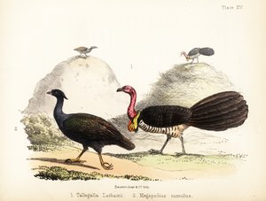 Gweela とオレンジ足のスクラブファウル。 1855年（リトグラフ）