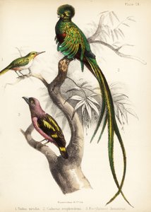 ジャマイカのトウディ、輝くケツァール、縞模様のヒロハシ。 1855年（リトグラフ） 作： Bauerrichter