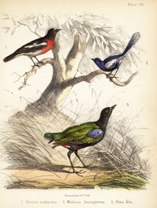 パシフィック ロビン、白い羽のミソサザイ、レインボー ピッタ。 1855年（リトグラフ） 作： Bauerrichter