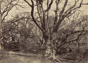 ペッパーハロー公園、サリー、1852-54。
