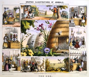蜂、c1850 作： Benjamin Waterhouse Hawkins