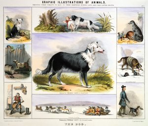 犬、c1850 作： Benjamin Waterhouse Hawkins