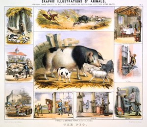 豚、c1850 作： Benjamin Waterhouse Hawkins