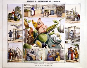 シルクワーム、c1850 作： Benjamin Waterhouse Hawkins