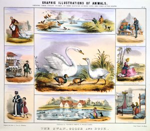 白鳥、ガチョウ、アヒル、c1850 作： Benjamin Waterhouse Hawkins