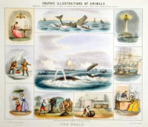 クジラ、c1850 作： Benjamin Waterhouse Hawkins