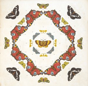 プレート1の詳細、珍しい蝶と蛾の描写、パブ。 1764（手描きの彫刻） 作： Benjamin Wilkes
