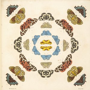 プレートIIIからの詳細、珍しい蝶と蛾の描写、パブ。 1764（手描きの彫刻） 作： Benjamin Wilkes