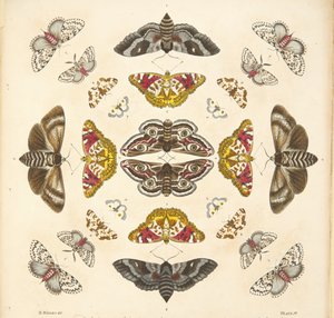 プレートIVの詳細、珍しい蝶と蛾の描写、パブ。 1764（手描きの彫刻） 作： Benjamin Wilkes