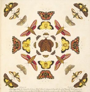 A Rare Depiction of Butterflies and Moths（蝶と蛾の貴重な描写）』（1764年）のプレートIXの詳細。1764年、手彩色のエングレーヴィング 作： Benjamin Wilkes