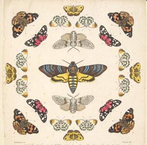 A Rare Depiction of Butterflies and Moths（蝶と蛾の貴重な描写）』（1764年）のプレートXIIの詳細。1764年、手彩色のエングレーヴィング 作： Benjamin Wilkes