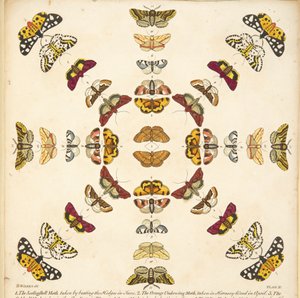 A Rare Depiction of Butterflies and Moths（蝶と蛾の貴重な描写）』（1764年）のプレートXIの詳細。1764年、手彩色のエングレーヴィング 作： Benjamin Wilkes