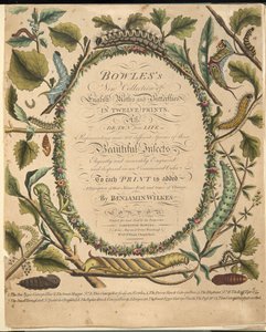 蝶と蛾の珍しい描写、パブからの口絵。 1764（手描きの彫刻） 作： Benjamin Wilkes
